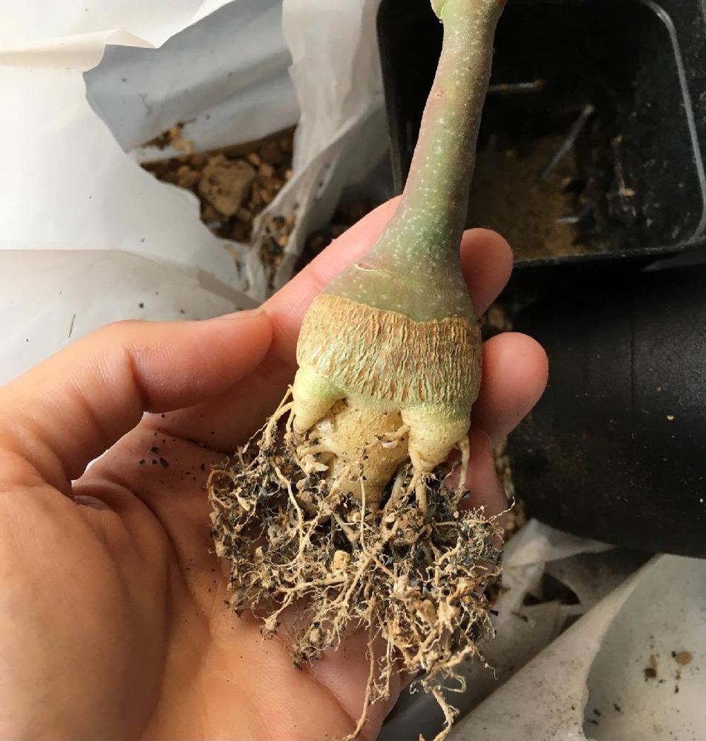 アデニア・グラウカ　Photo by aoiroさん