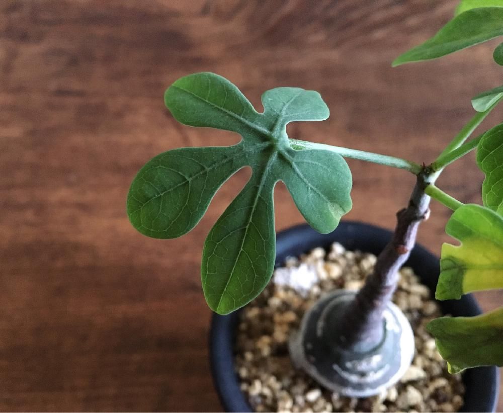 アデニア・グラウカ　Photo by jillさん