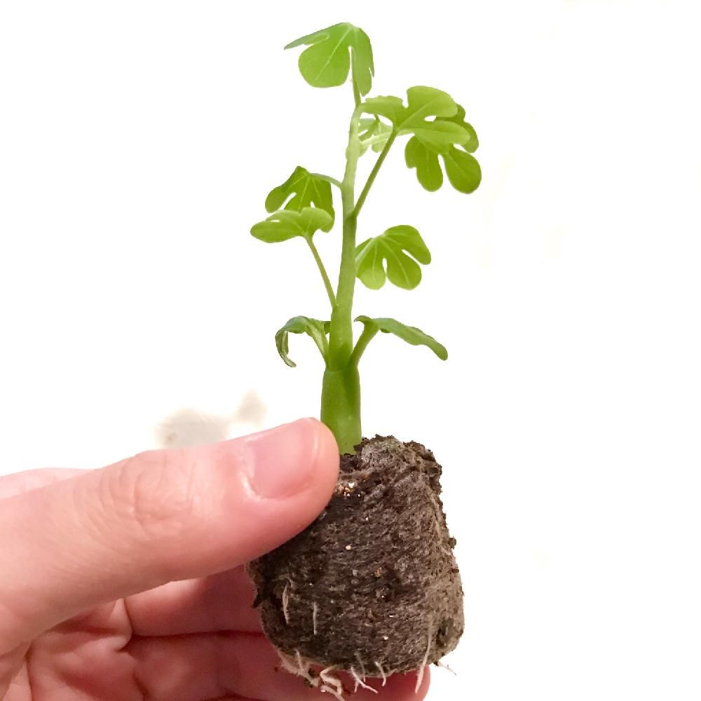 アデニア・グラウカ　Photo by グラウカさん