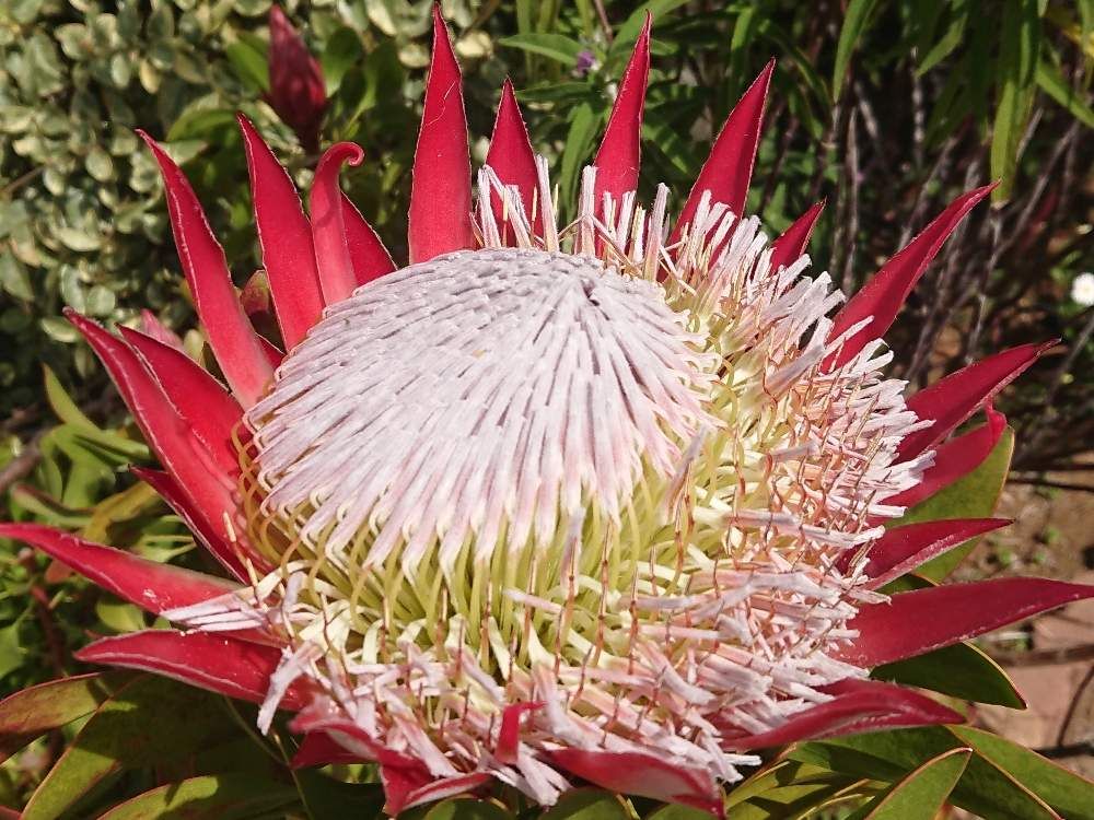 プロテア　赤い花