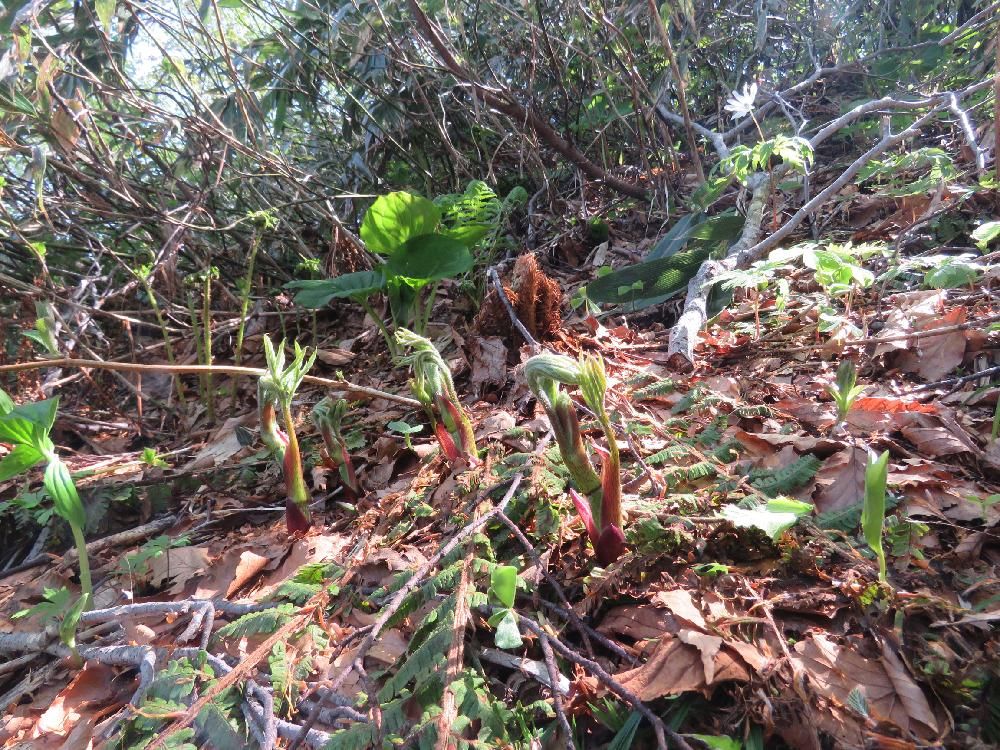 ウドの木　斜面　株