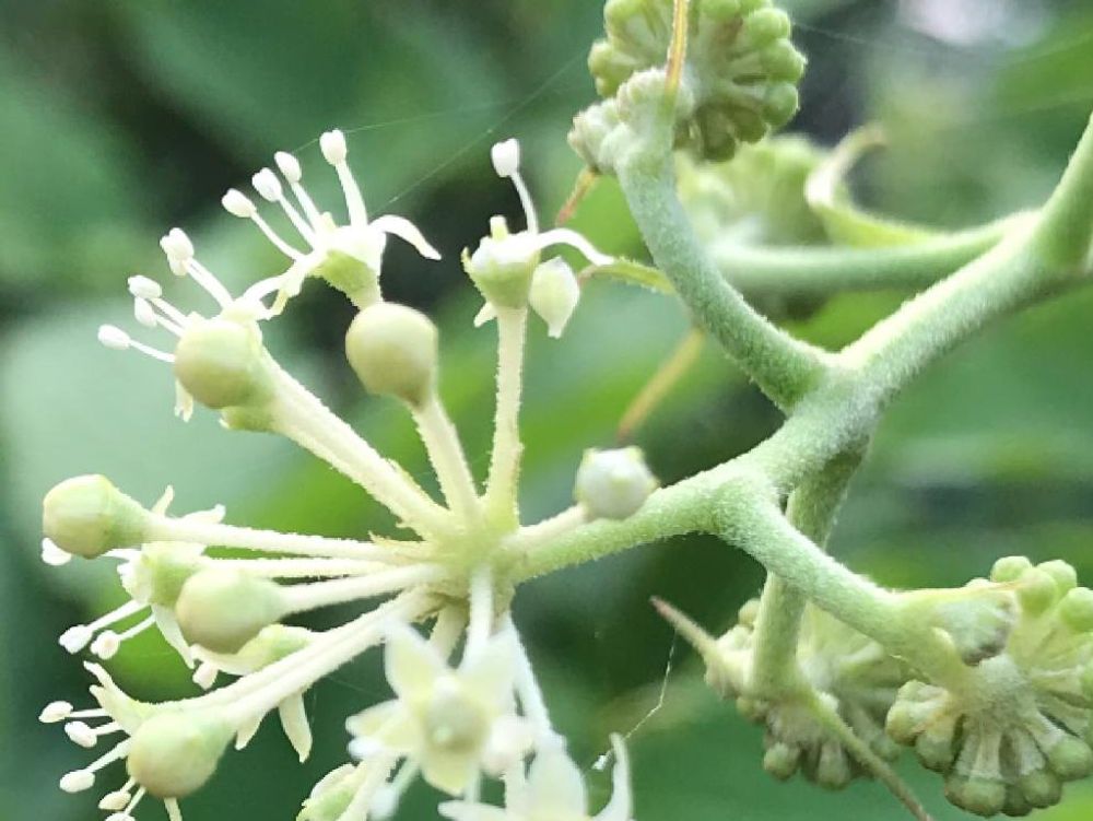 ウドの木　白い花