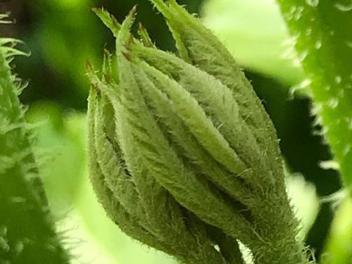 ウドの育て方 植え付けや収穫の方法は 株の増やし方は Greensnap グリーンスナップ