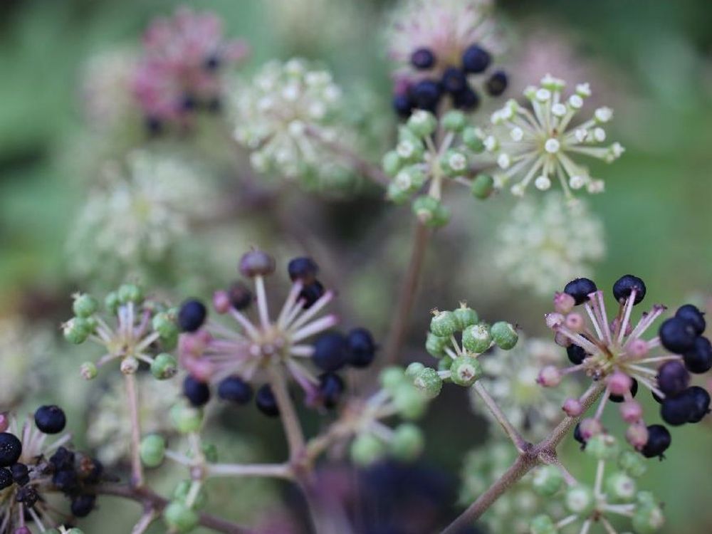 ウドの木　黒い実