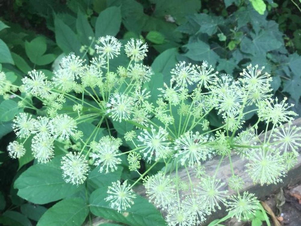 ウドの木　白い花