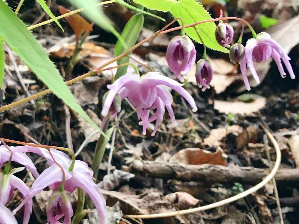イカリソウ　地植え　紫色の花