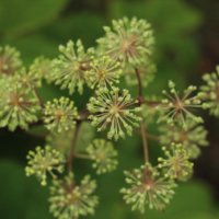 ウドの育て方｜植え付けや収穫の方法は？株の増やし方は？の画像