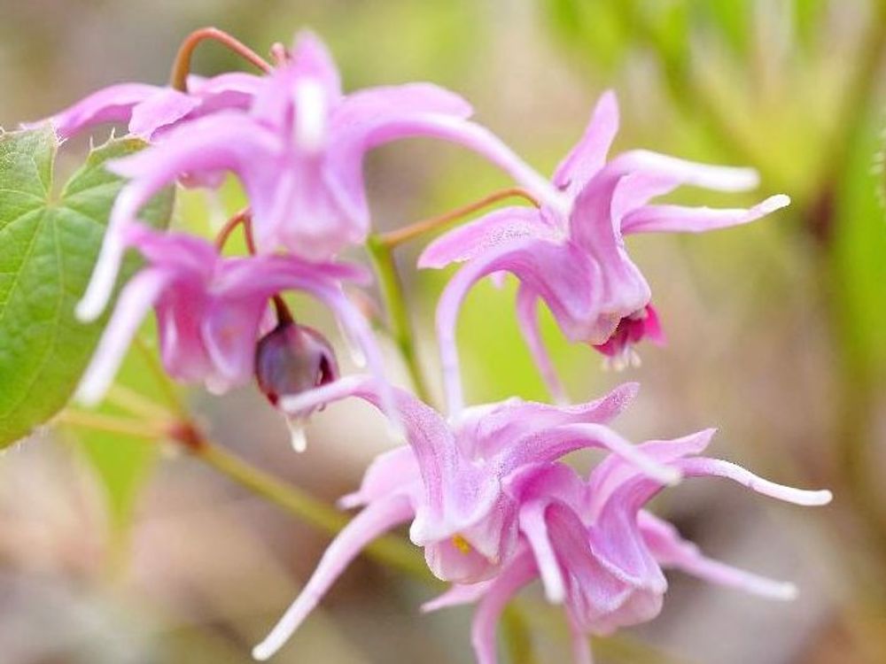 イカリソウ　ピンク色の花
