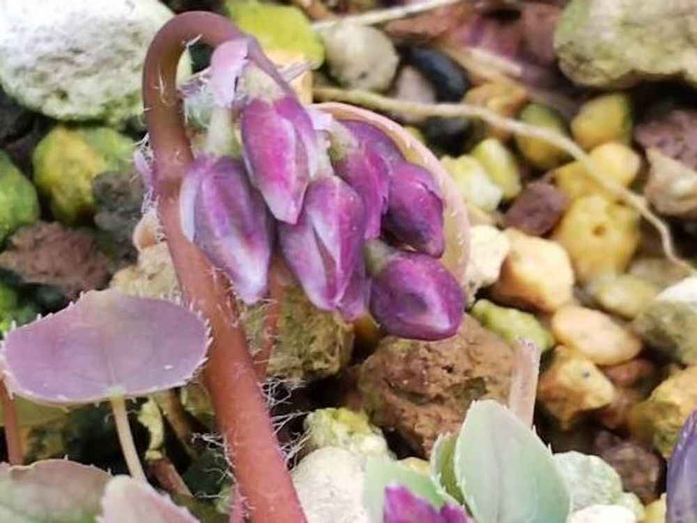 イカリソウ　紫色の花