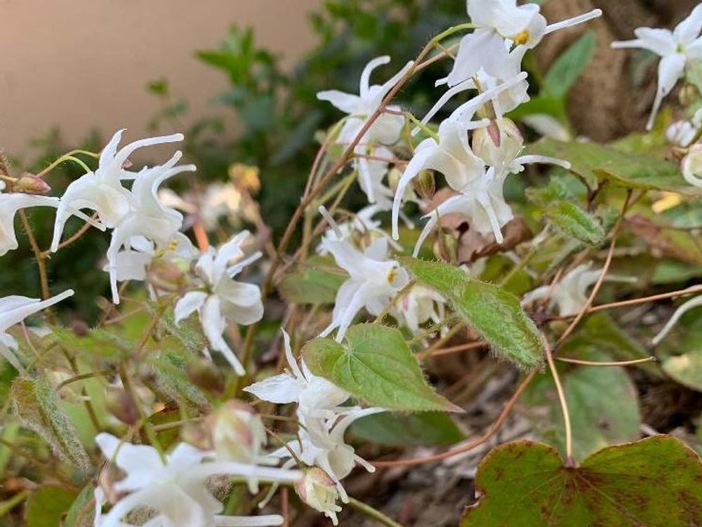 イカリソウ　白い花