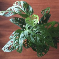 マドカズラの育て方｜水やりや肥料の与え方は？の画像