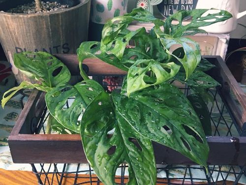 マドカズラの育て方 水やりや肥料の与え方は Greensnap グリーンスナップ