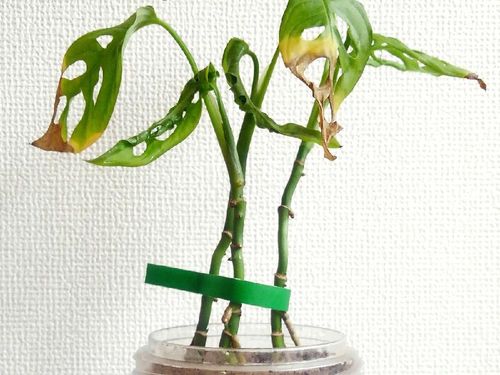 マドカズラの育て方 水やりや肥料の与え方は Greensnap グリーンスナップ