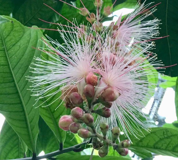 専用です。沖縄 ② サガリバナ さわふじ 苗 - 植物/観葉植物