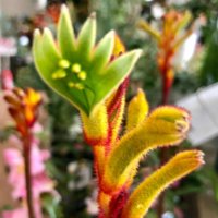 カンガルーポーの育て方｜植え付けや水やりの仕方は？の画像