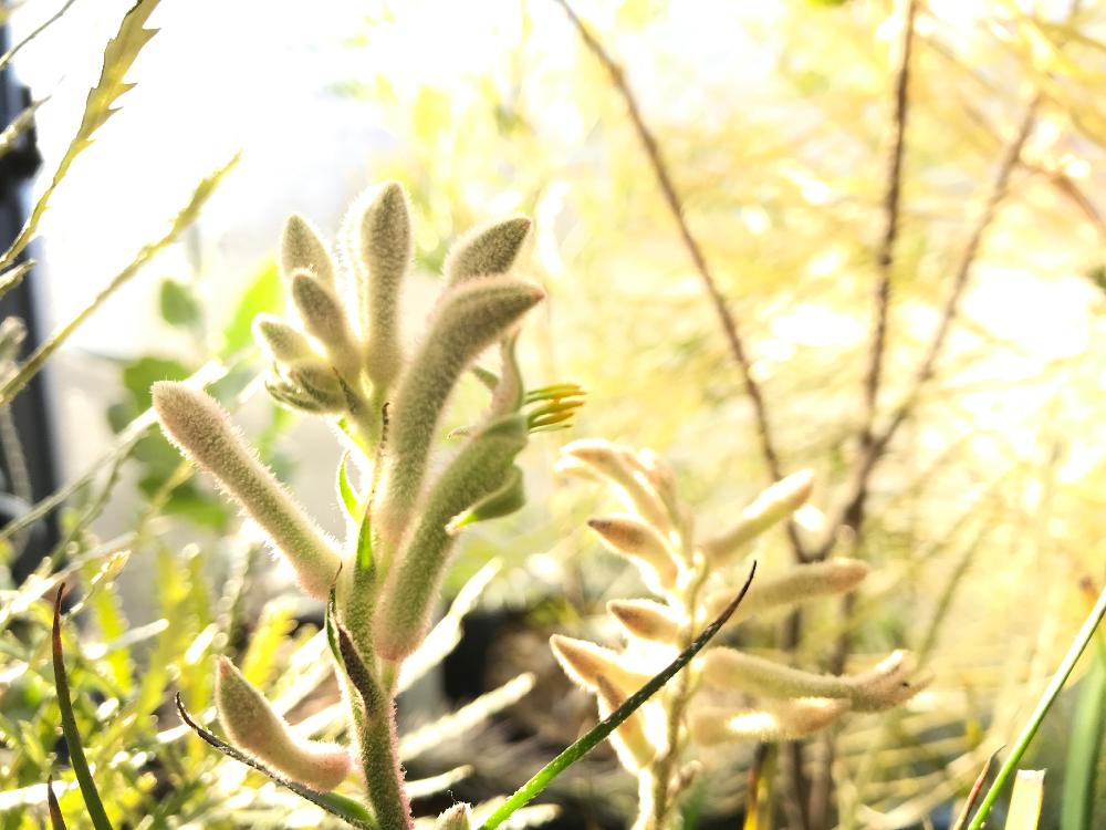 カンガルーポーの花言葉 花の特徴や意味 種類は Greensnap グリーンスナップ