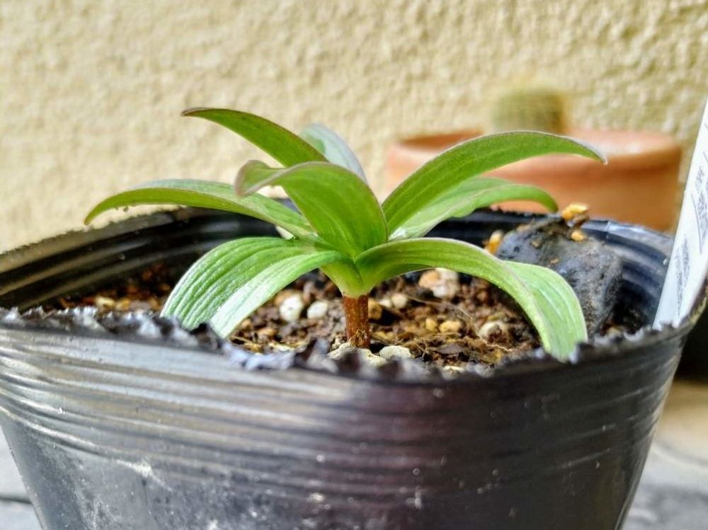 クロユリ(黒百合)　苗