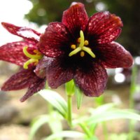 クロユリ(黒百合)の育て方｜植え付け時期や球根の増やし方は？の画像