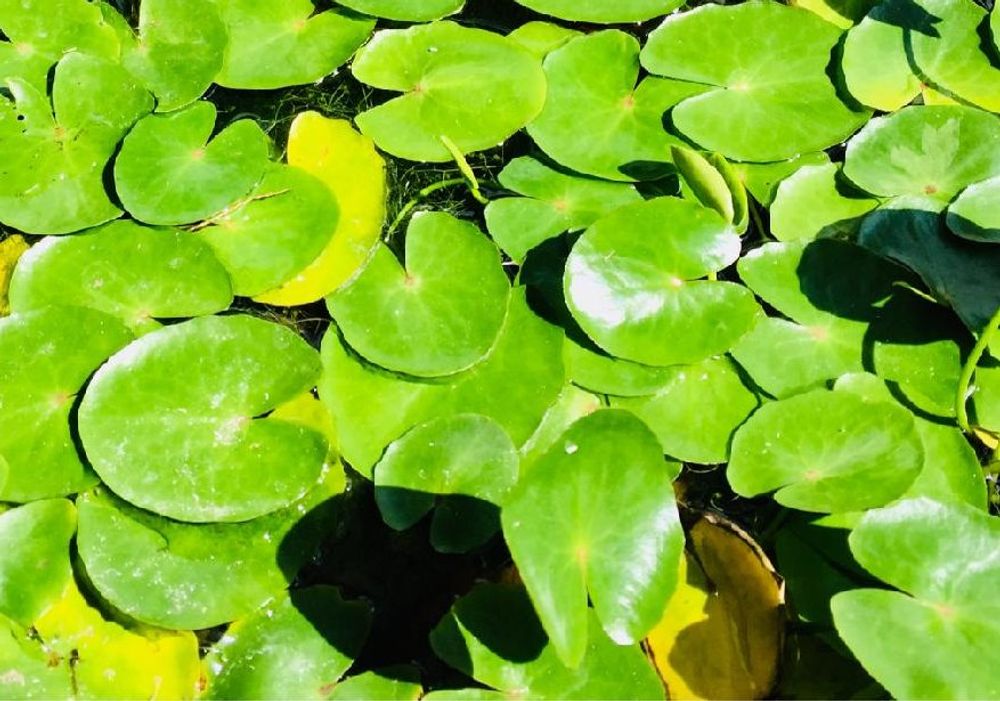 コウホネPhoto by ねこたんぽさん