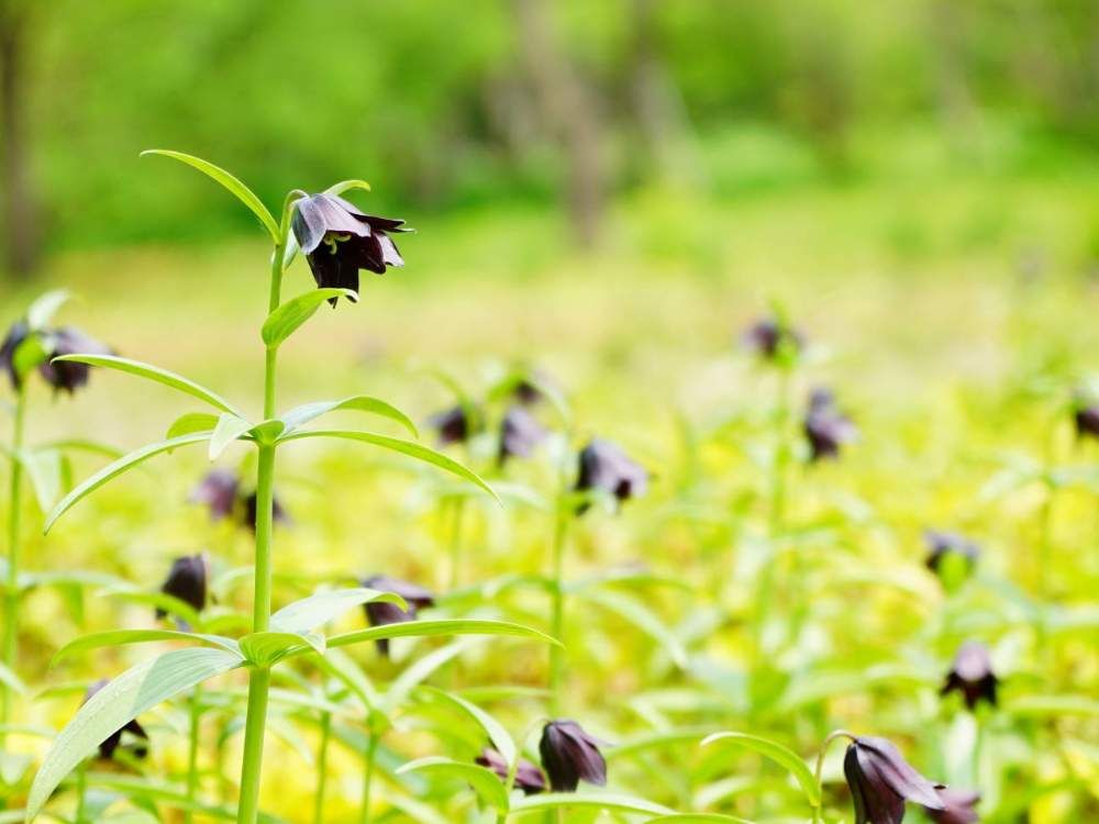 クロユリ(黒百合)　黒い花