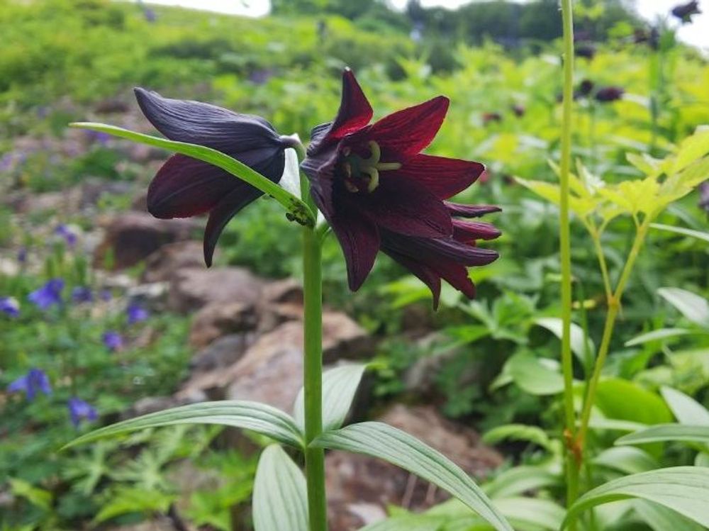 クロユリ(黒百合)　黒い花