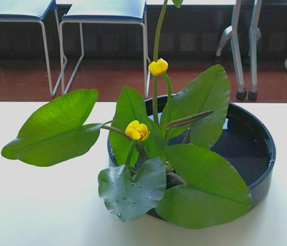 コウホネPhoto by greengreenflashさん