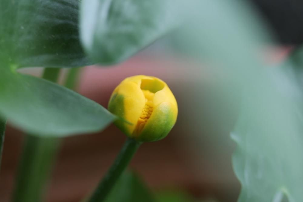 コウホネPhoto by ローズマリンさん