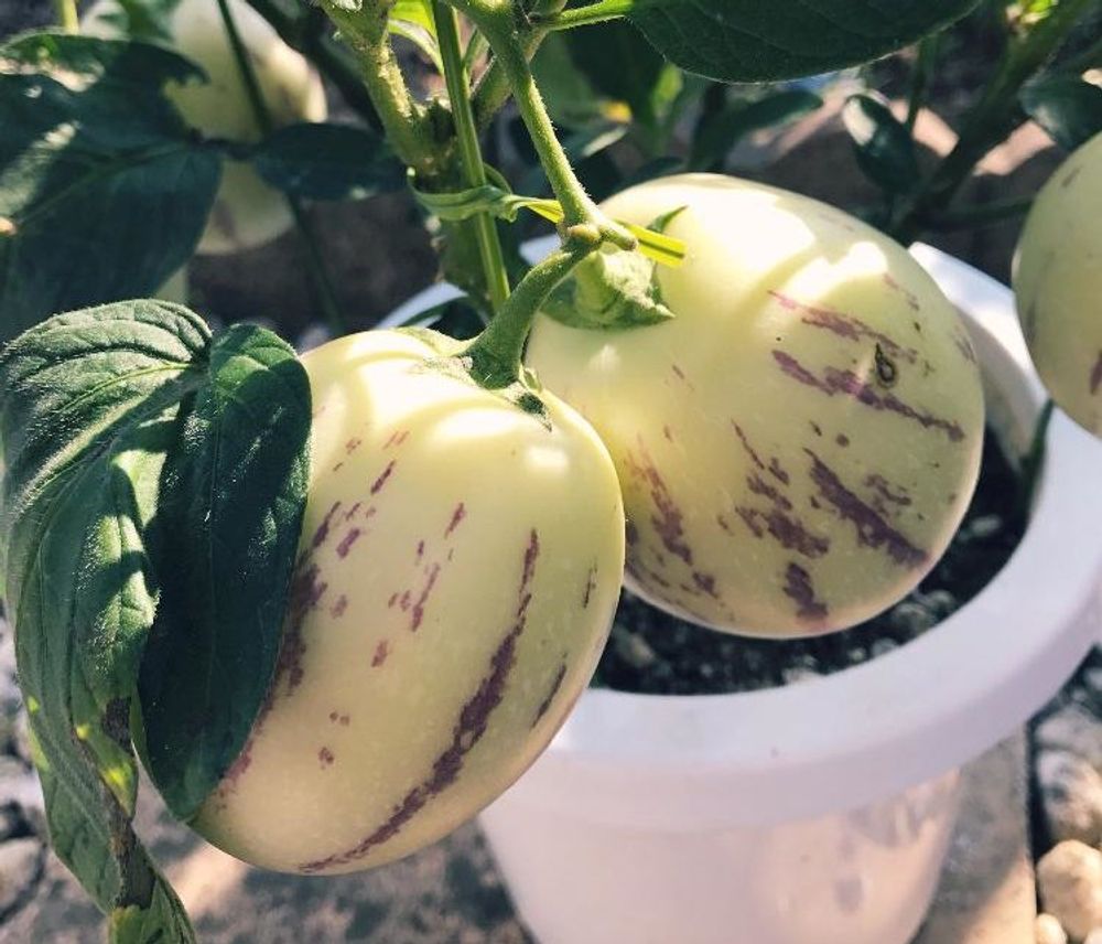 ペピーノPhoto by manamin♪さん