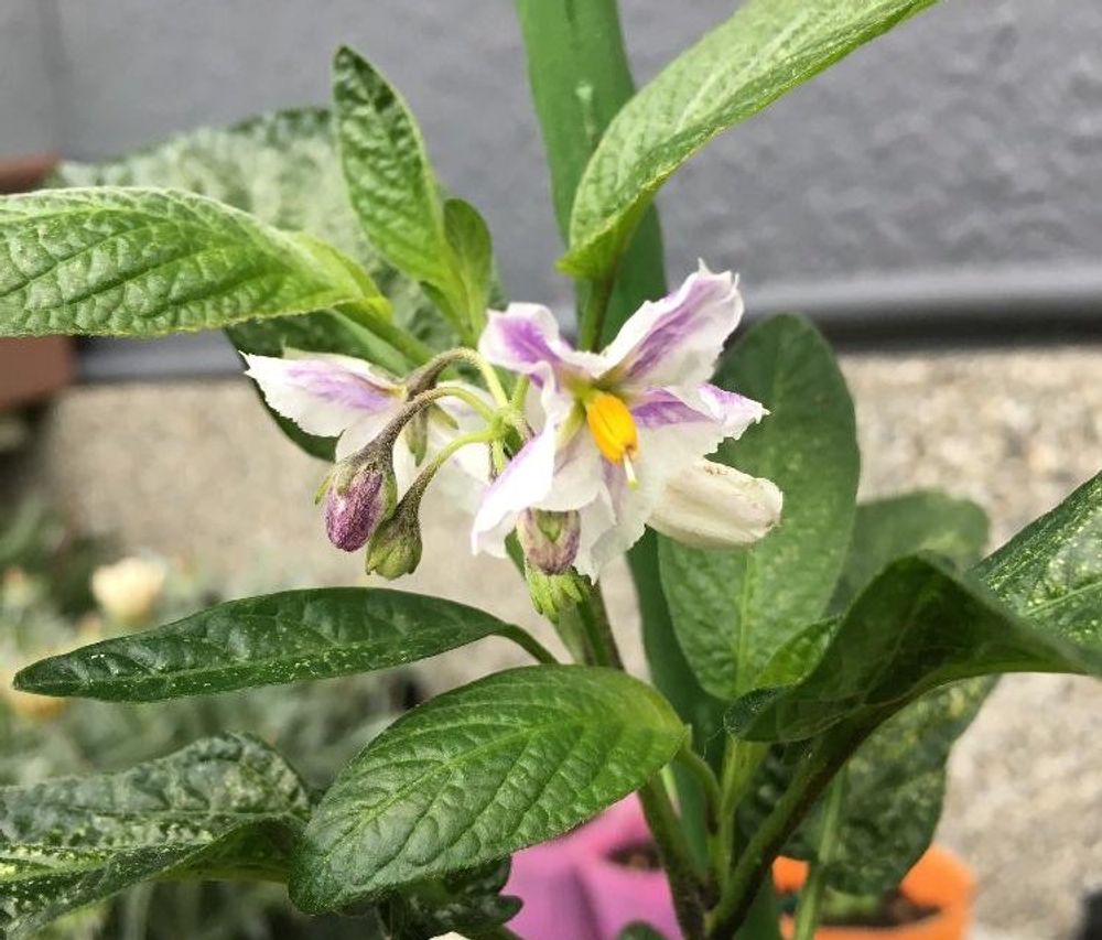 ペピーノPhoto by ぽむさん@GreenSnap