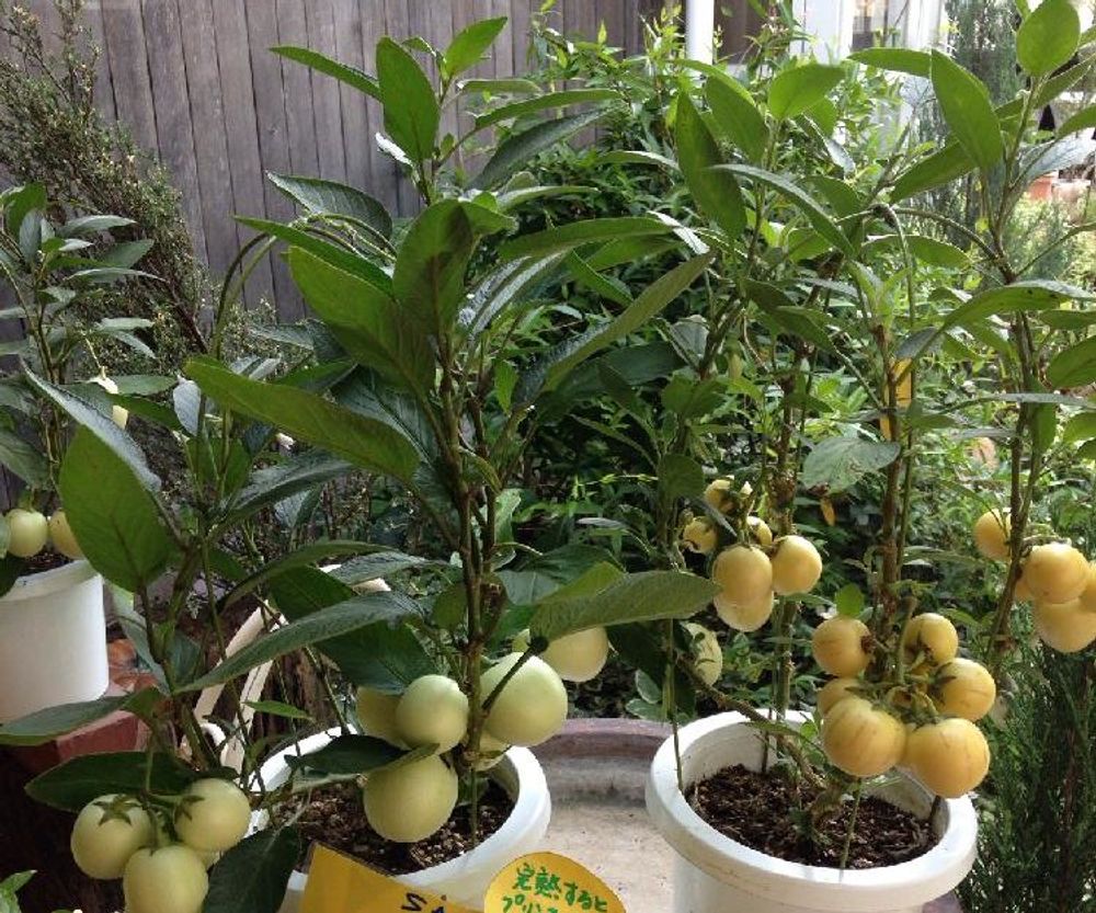 ペピーノPhoto by ハチクロさん@GreenSnap