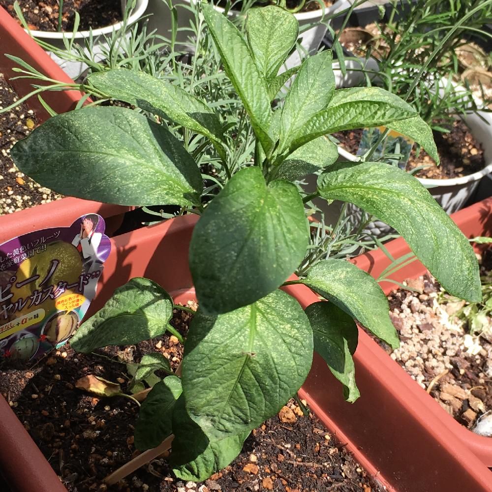 ペピーノPhoto by ロカさん@GreenSnap