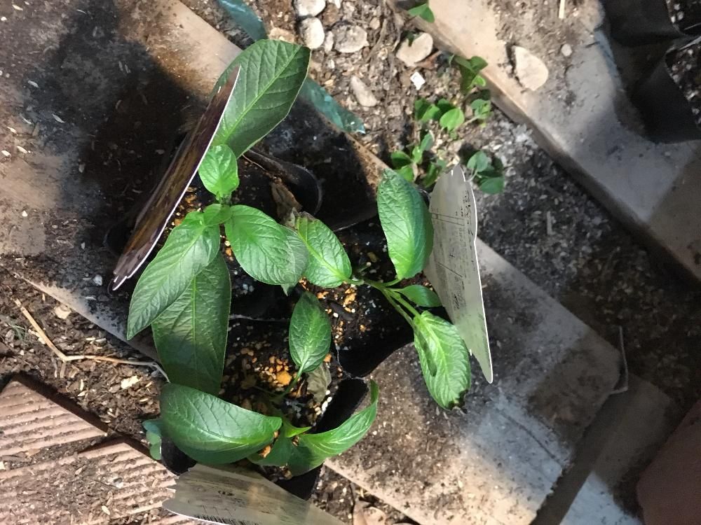 ペピーノPhoto by ポポーさん@GreenSnap