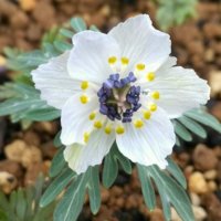 セツブンソウ(節分草)の育て方｜種まきや水やりの方法は？植え替えは必要？の画像