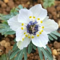 セツブンソウ(節分草)の育て方｜種まきや水やりの方法は？植え替えは必要？の画像
