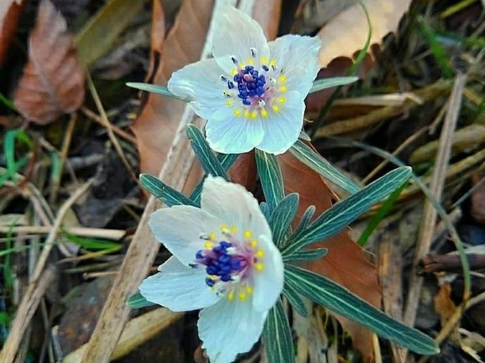 セツブンソウ(節分草)　水色の花