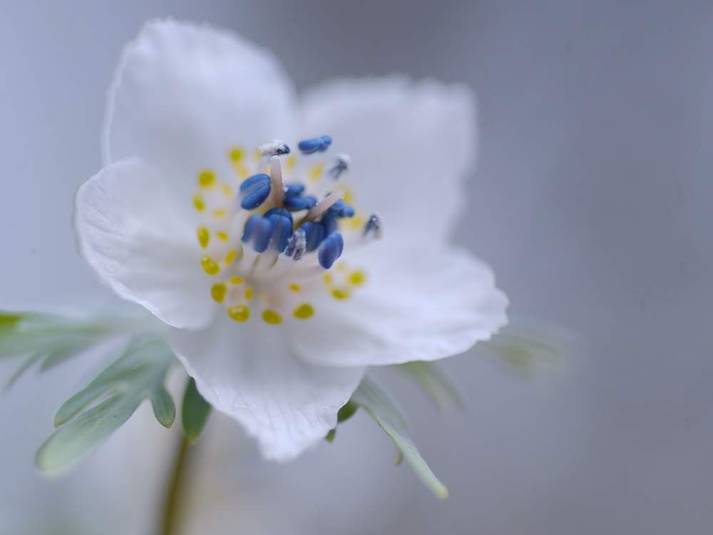 セツブンソウ(節分草)　白い花