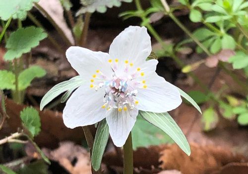 セツブンソウ 節分草 の育て方 種まきや水やりの方法は 植え替えは必要 Greensnap グリーンスナップ