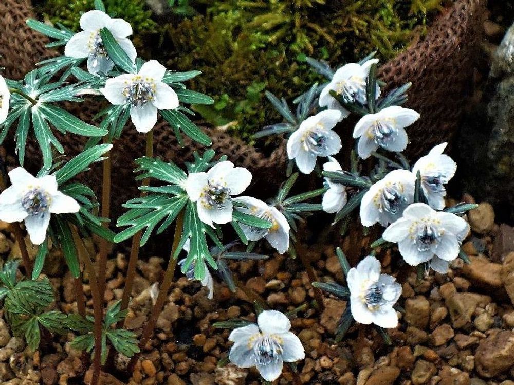 セツブンソウ(節分草)　白い花　用土