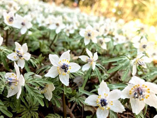 セツブンソウ 節分草 の育て方 種まきや水やりの方法は 植え替えは必要 Greensnap グリーンスナップ