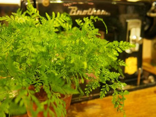 ダバリアの育て方 育てる場所や水やりの頻度は Greensnap グリーンスナップ ダバリアの育て方 育てる場所や水やりの頻度は Greensnap グリーンスナップ