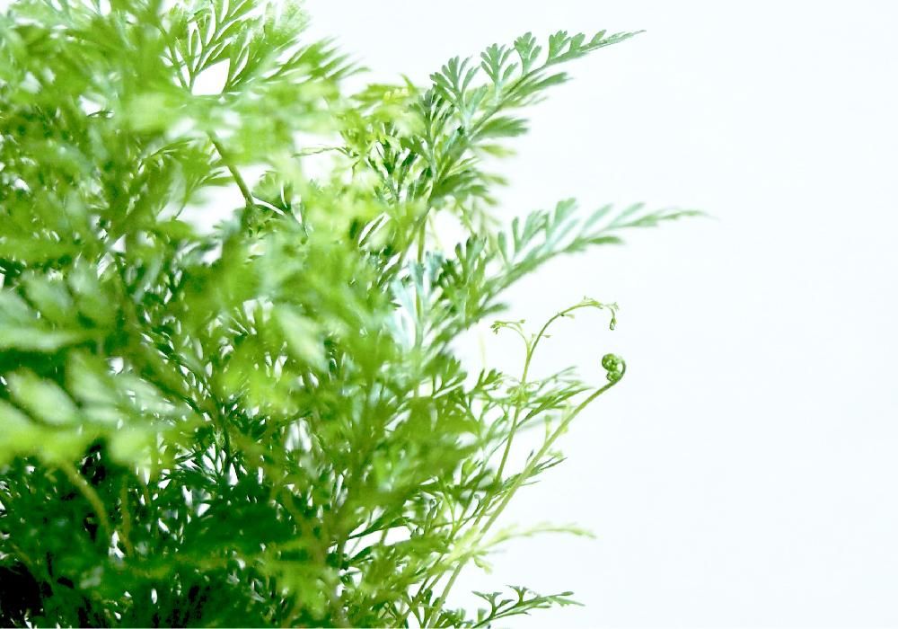 ダバリア Photo by ユニコーン