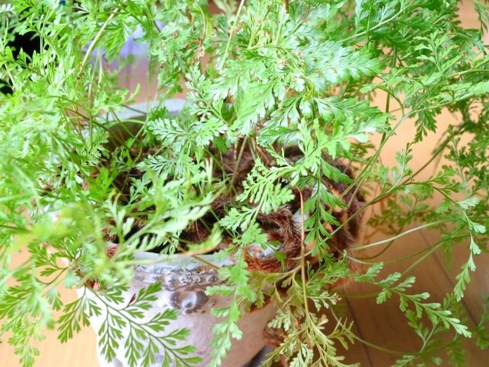 ダバリア　鉢植え　葉