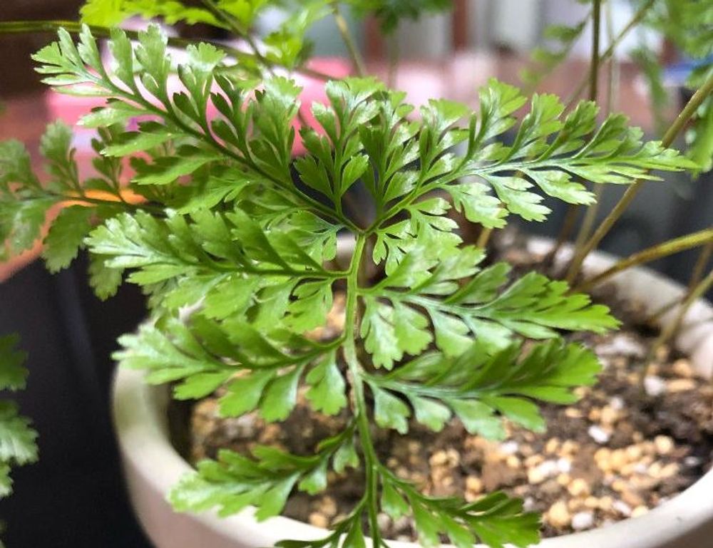 ダバリア　鉢植え　葉