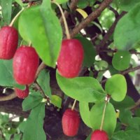グミの育て方｜ 植え付けの時期や実の収穫時期は？の画像