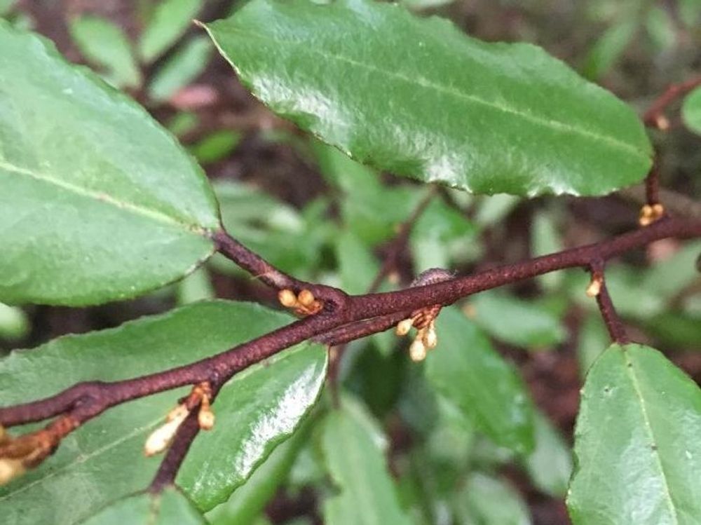 ナワシログミ　葉