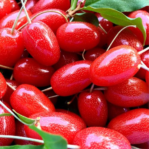 グミの育て方 植え付けの時期や実の収穫時期は Greensnap グリーンスナップ
