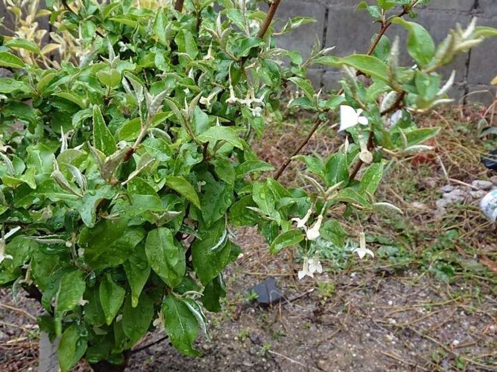 グミ　地植え　株