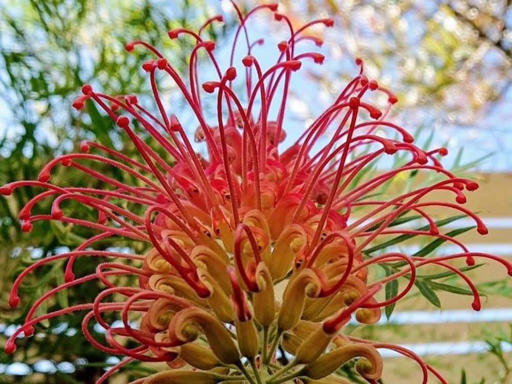 グレビレア　赤い花