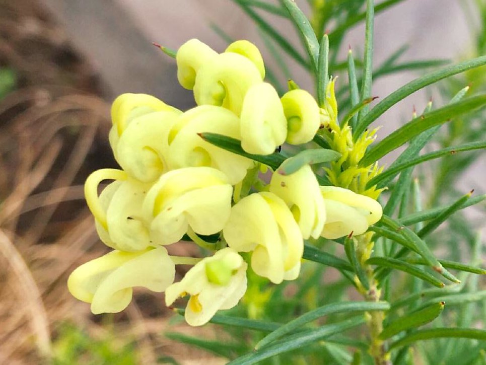 グレビレア　黄色い花