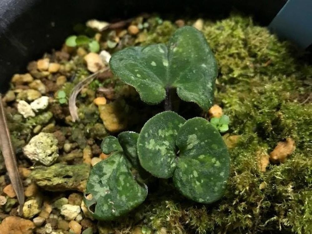 カンアオイ　鉢植え　若葉